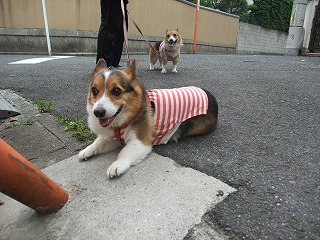 2011_0614散歩0007.jpg