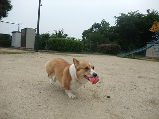 2011_0614散歩0008.jpg