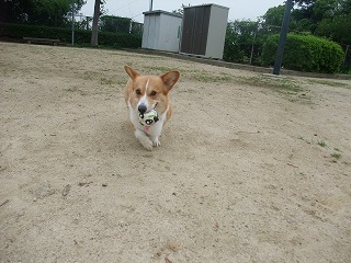 2011_0614散歩0010.jpg