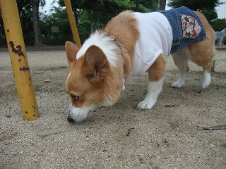 2011_0614散歩0013.jpg
