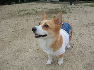 2011_0614散歩0017.jpg
