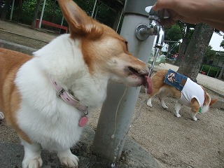 2011_0614散歩0028.jpg
