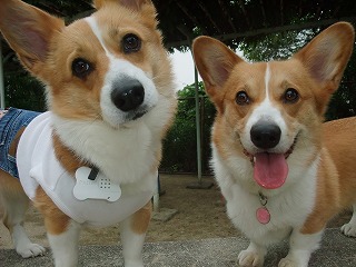 2011_0614散歩0038.jpg
