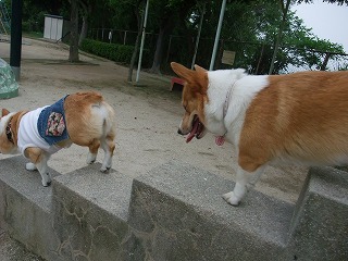 2011_0614散歩0039.jpg