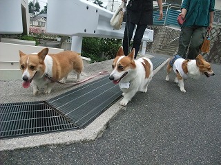 2011_0614散歩0049.jpg