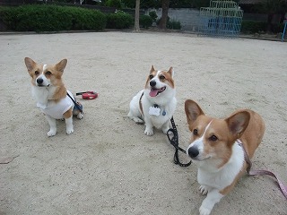 2011_0614散歩0052.jpg