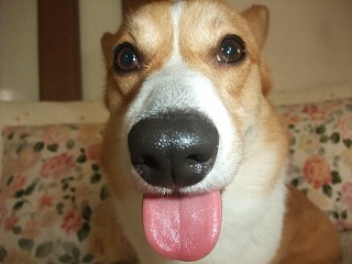 2011_0618桃尻0004.jpg