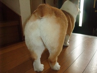 2011_0618桃尻0005.jpg