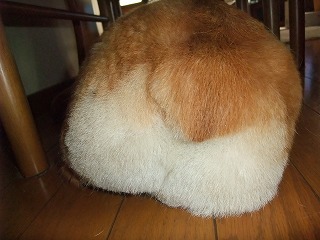 2011_0618桃尻0010.jpg