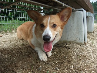 2011_0619御津のラン0012.jpg