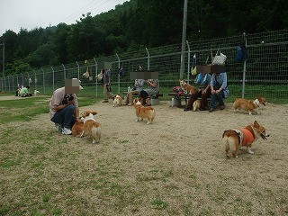 2011_0619御津のラン0029.jpg