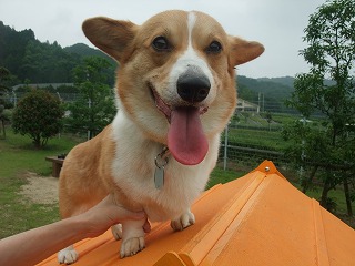 2011_0619御津のラン0023.jpg