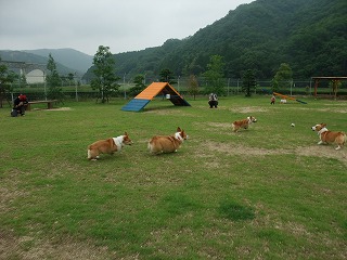2011_0619御津のラン0032.jpg