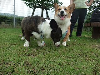 2011_0619御津のラン0058.jpg