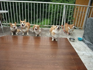 2011_0619御津のラン0078.jpg