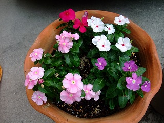 2011_0626動画あり0001.jpg