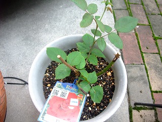 2011_0626動画あり0002.jpg