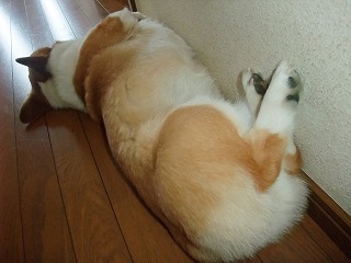 2011_0712プール開き0001.jpg