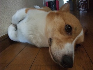 2011_0712プール開き0003.jpg