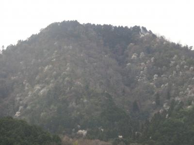 木蓮の山