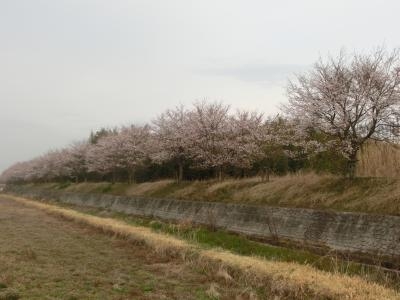 堤の桜２