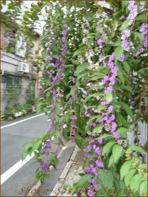 2012.10.19　紫式部