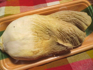谷川茸3表