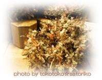 シュシュ:森