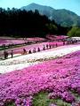芝桜