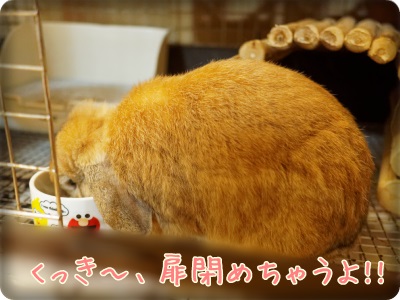 cookieblo14020913.jpg