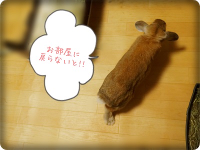 cookieblo1402094.jpg