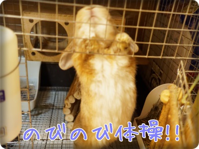 cookieblo1402096.jpg