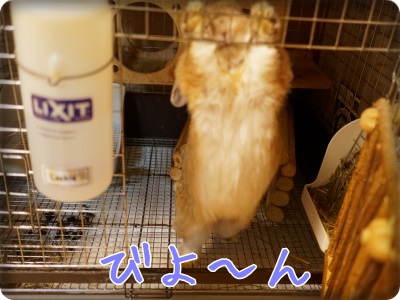 cookieblo1402097.jpg