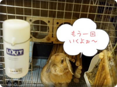 cookieblo1402098.jpg