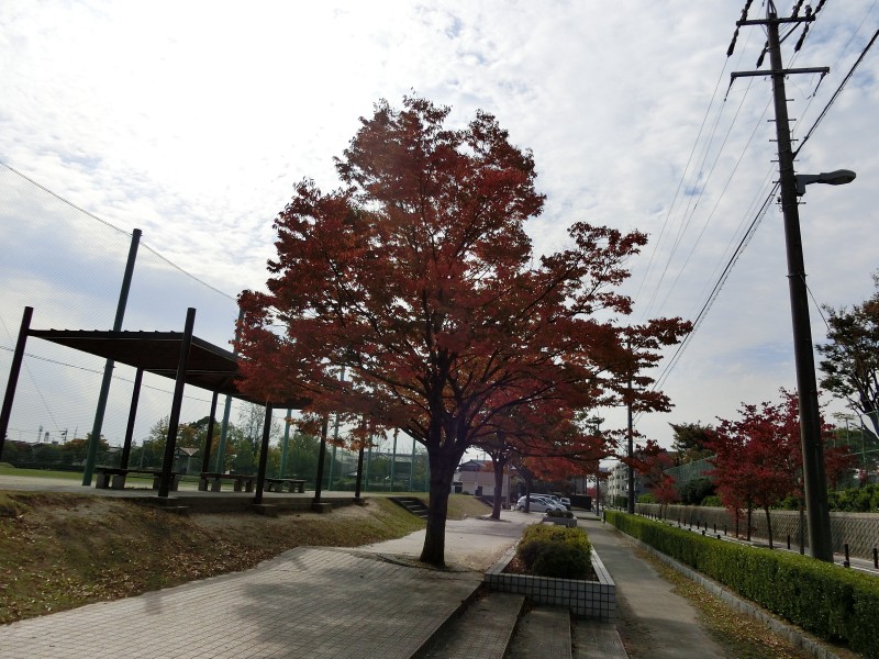 20141181.jpg