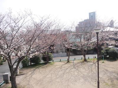 sakura