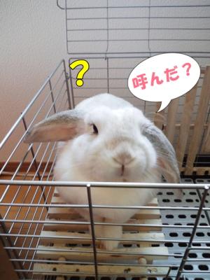 呼んだ?