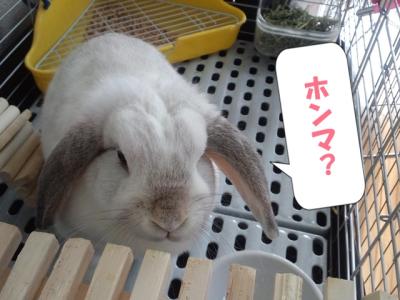 ほんま?