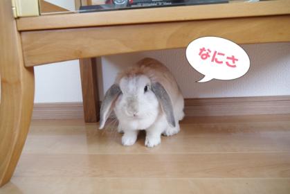 なにさ