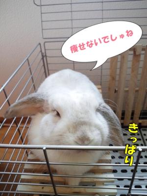 ゆき