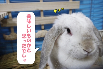 美味しいものじゃなーい