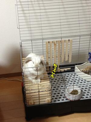ちょこん