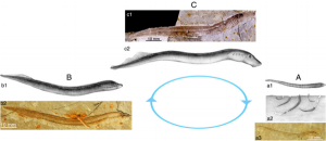 Mesomyzon mengae