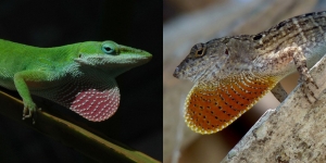 Anolis carolinensis and Anolis sagrei