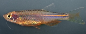 No striped zebra fish