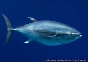 Thunnus orientalis