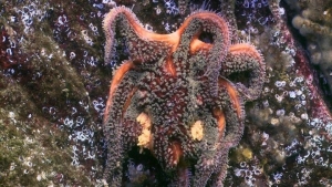 SSWD-sffected seastar