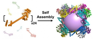 self-assembles protein cage