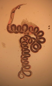 Heligmosomoides polygyrus