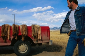 The remains of wolves killed by wildlife officials
